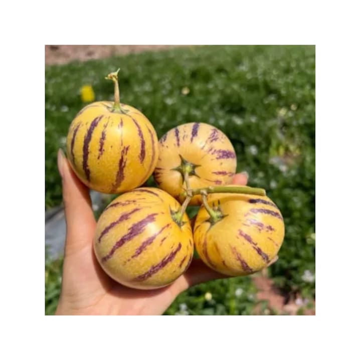 Cucumber Seeds (Ginseng Fruit) - Solanaceae family 20 seeds suitable for home gardening
